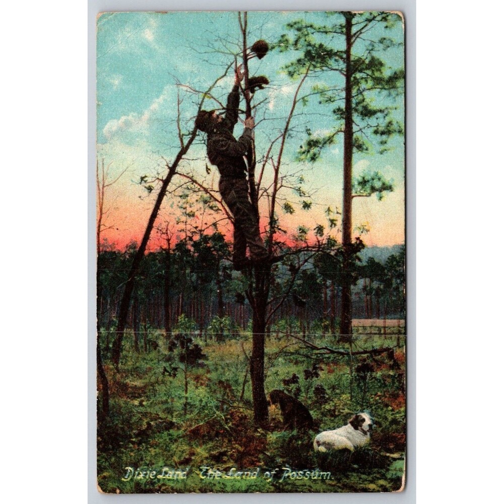 Antique 1909 Postcard Dixie Land The Land of Possum Hunting Dog Man in Tree